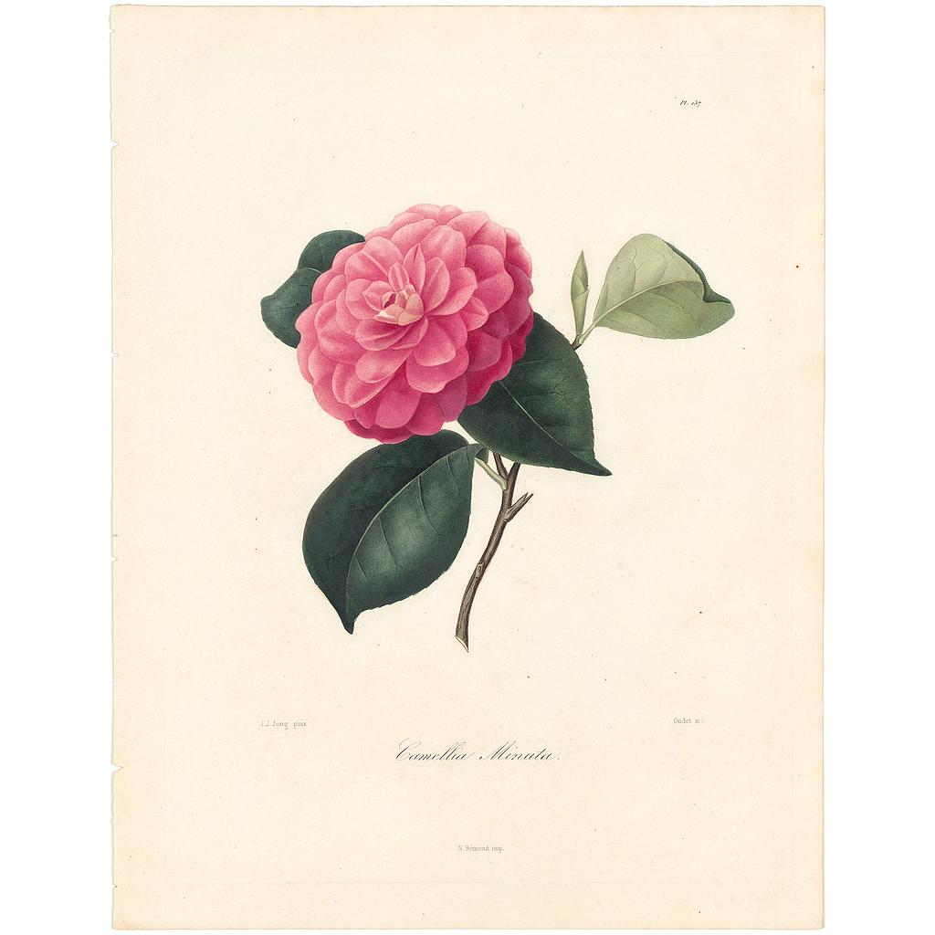 Camellia Minuata