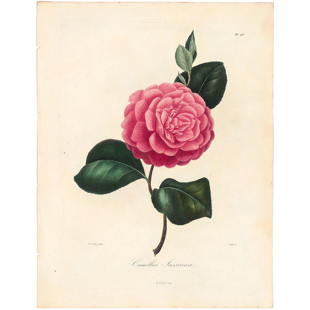 Camellia Jussiana