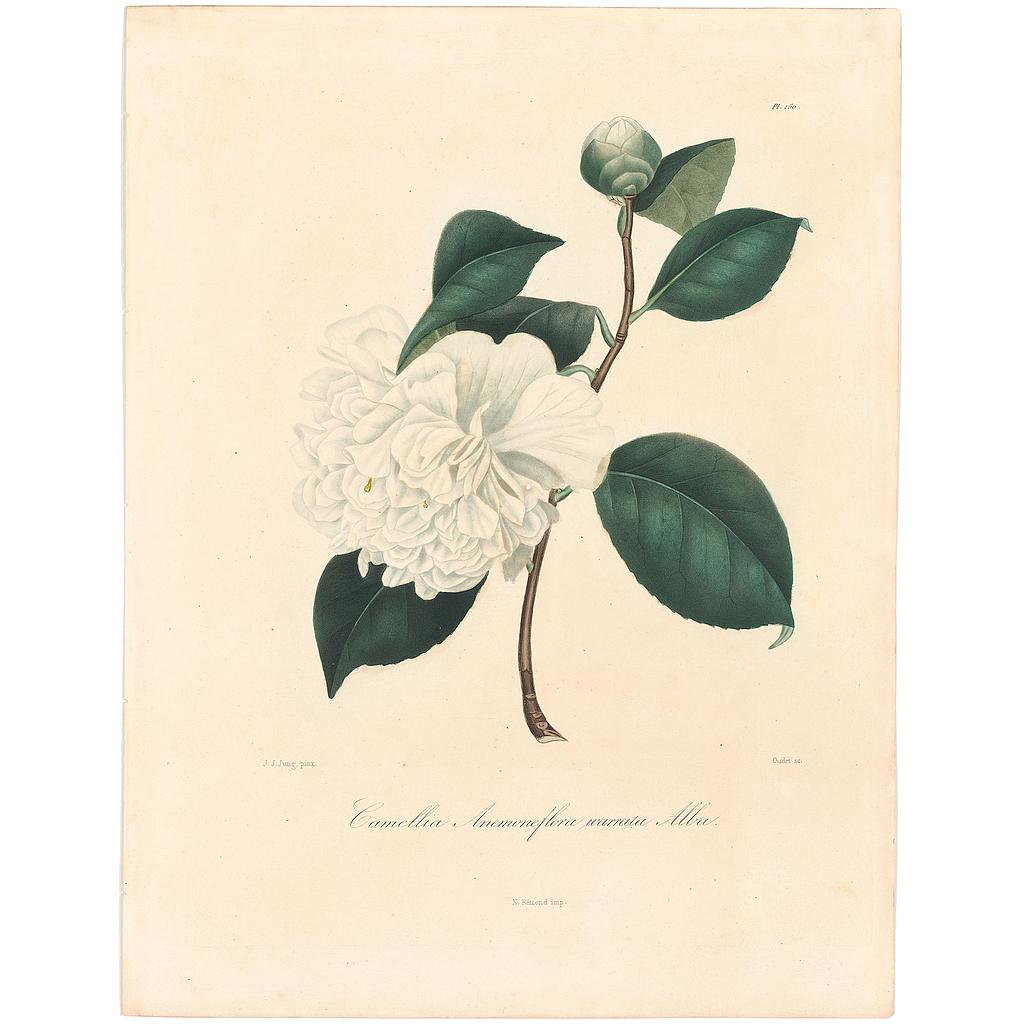 Camellia Anemoneflora Warratah