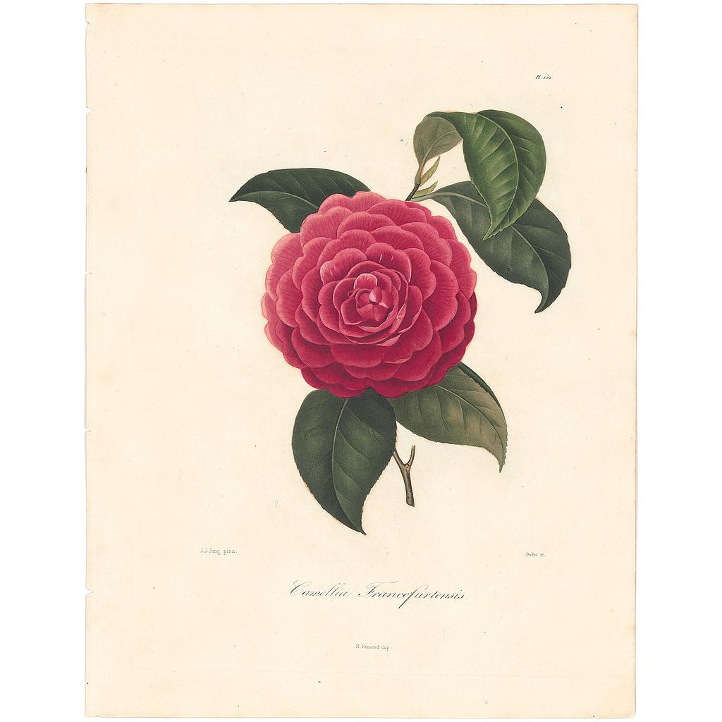 Camellia Francofurtensis ou Dark