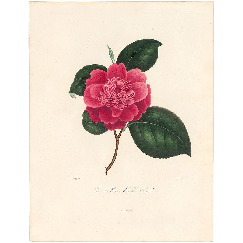 Camellia Mile Endi