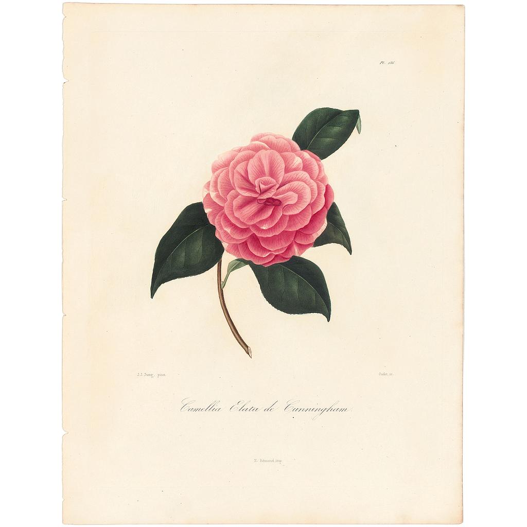 Camellia Elata Cunnighamii