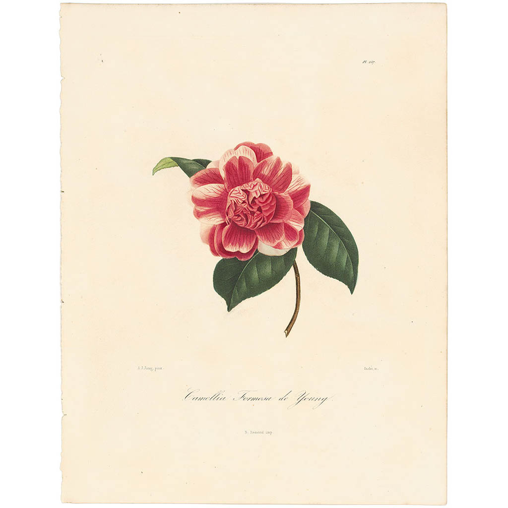 Camellia Fromosa de Young