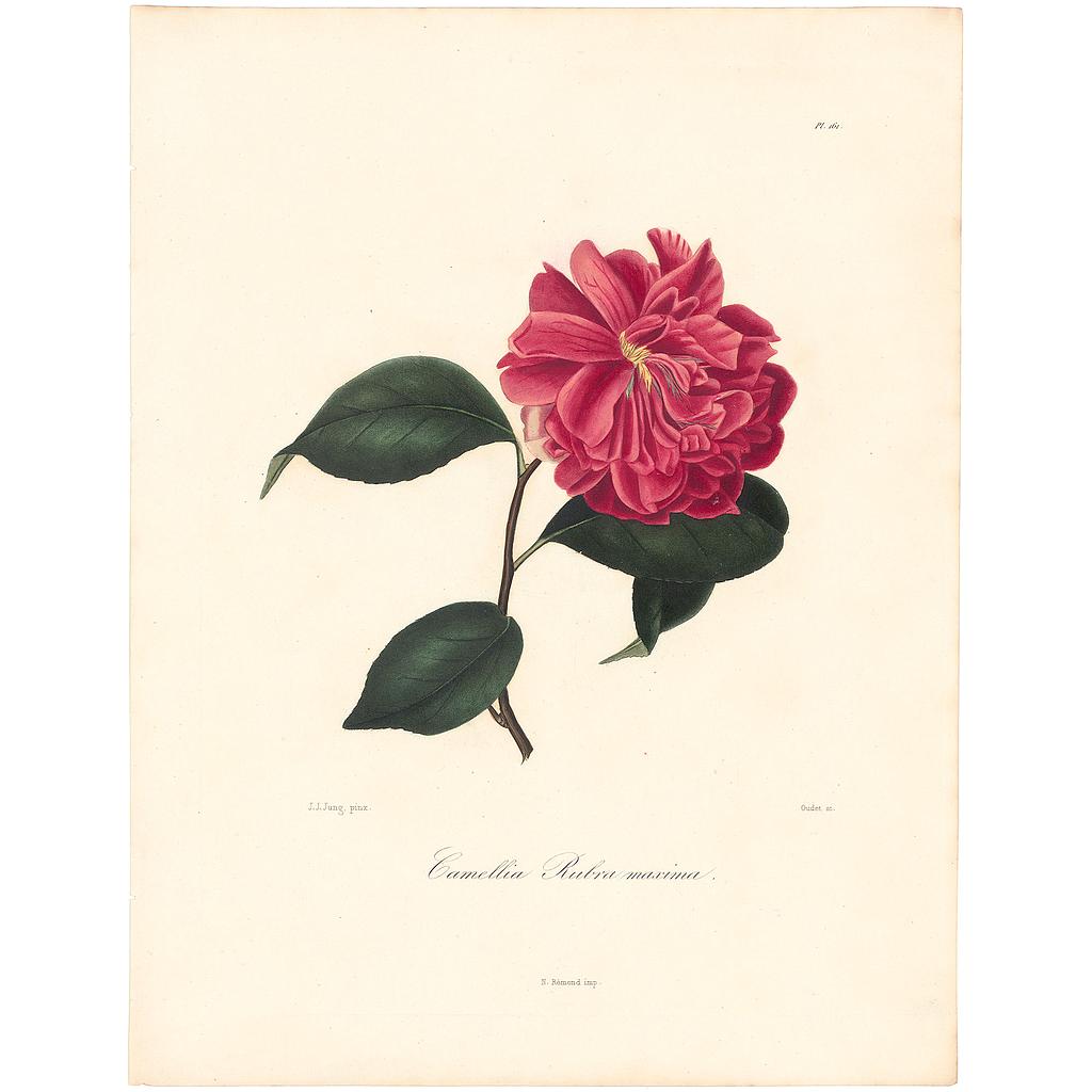 Camellia Rubra maxima