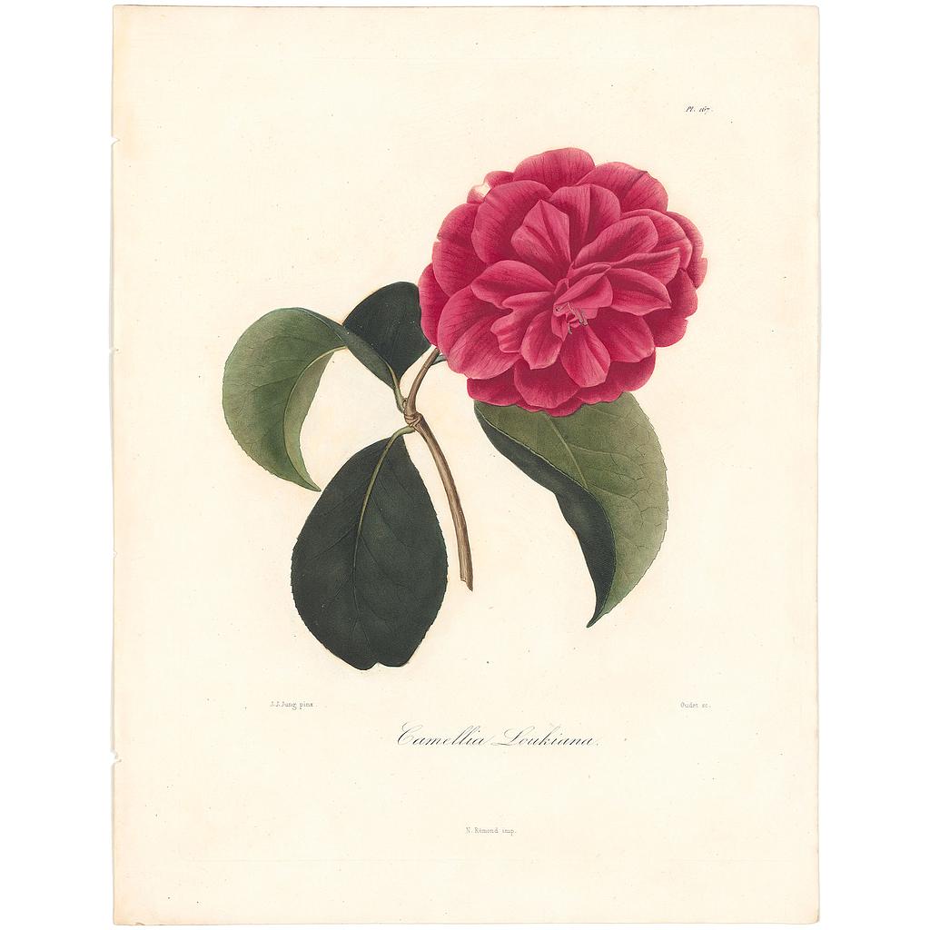 Camellia Loukiana