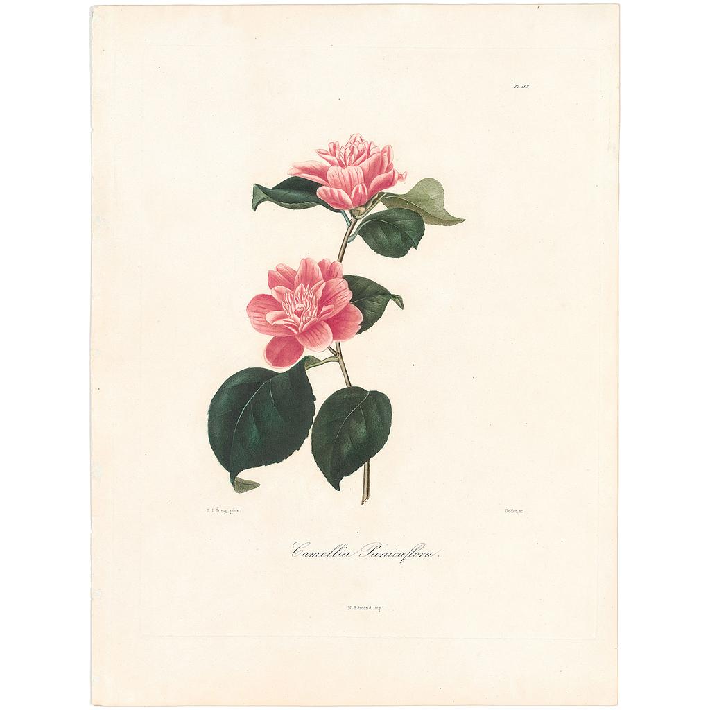 Camellia Punicaeflora