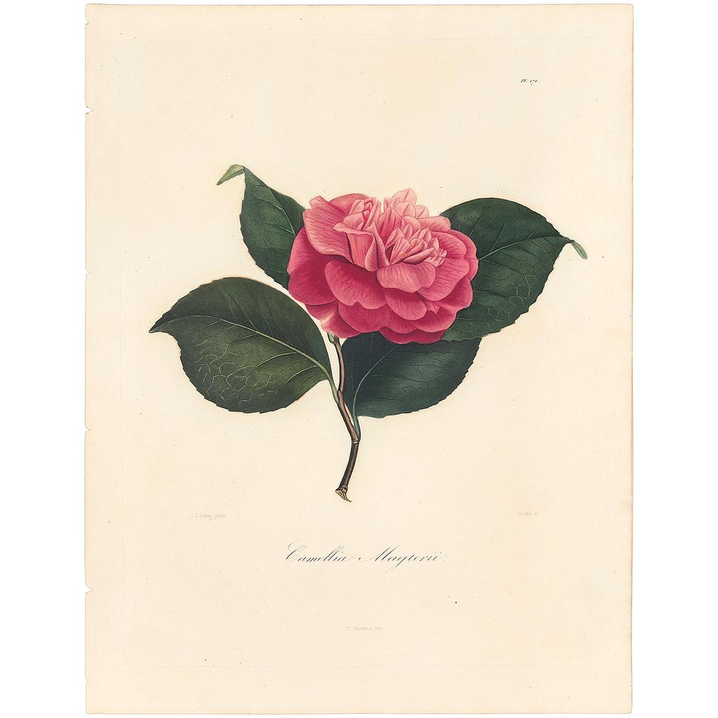 Camellia Magterii