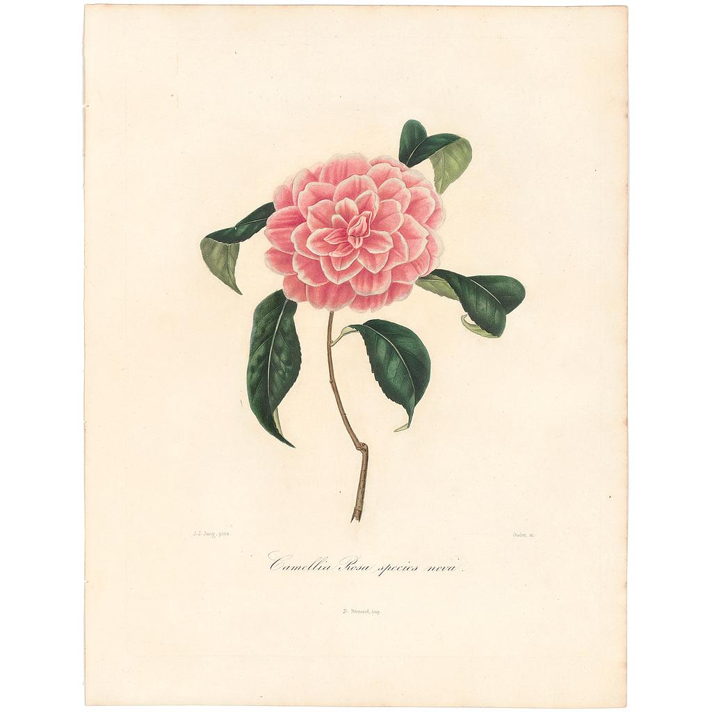 Camellia Rosa, Species Nova