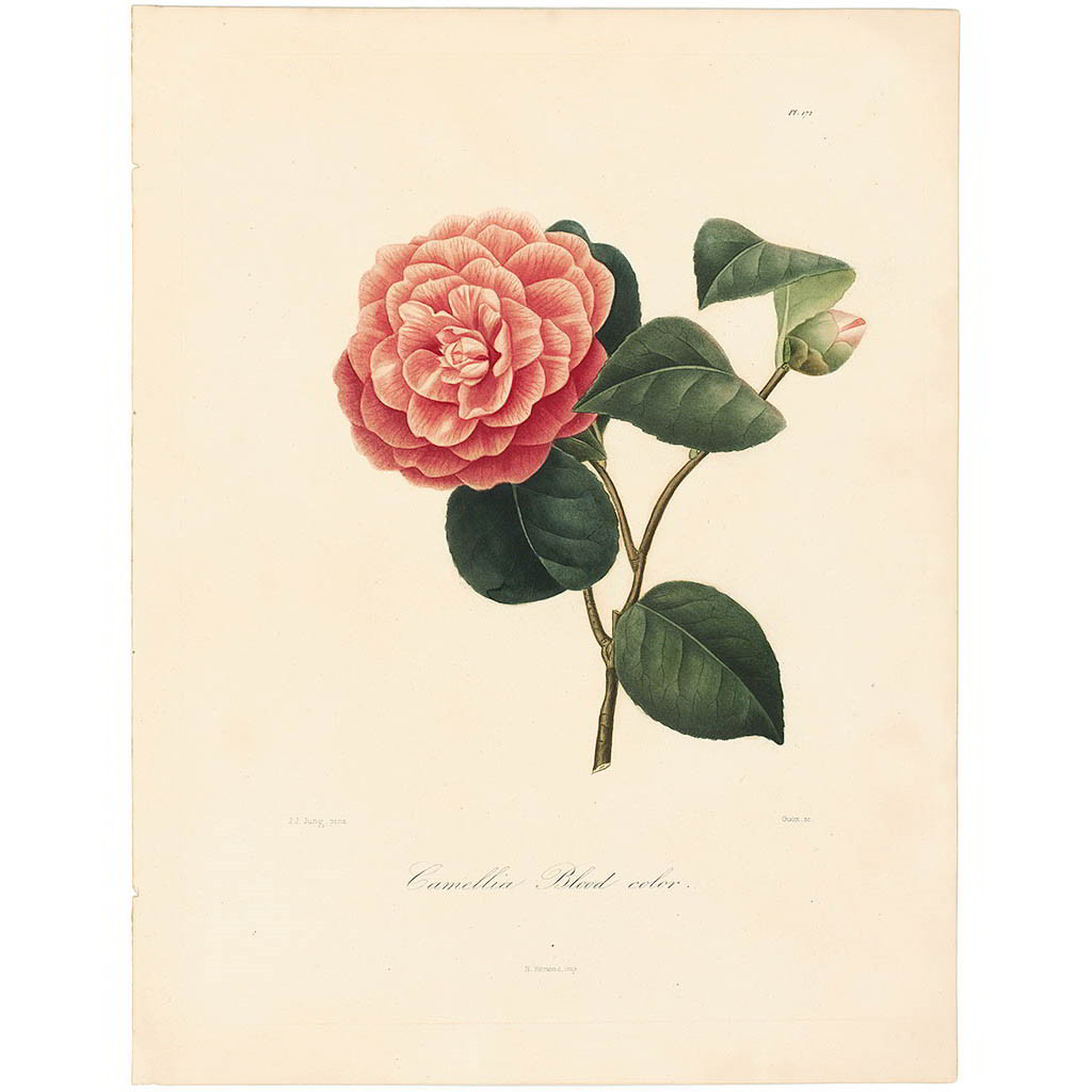 Camellia Blood Colored