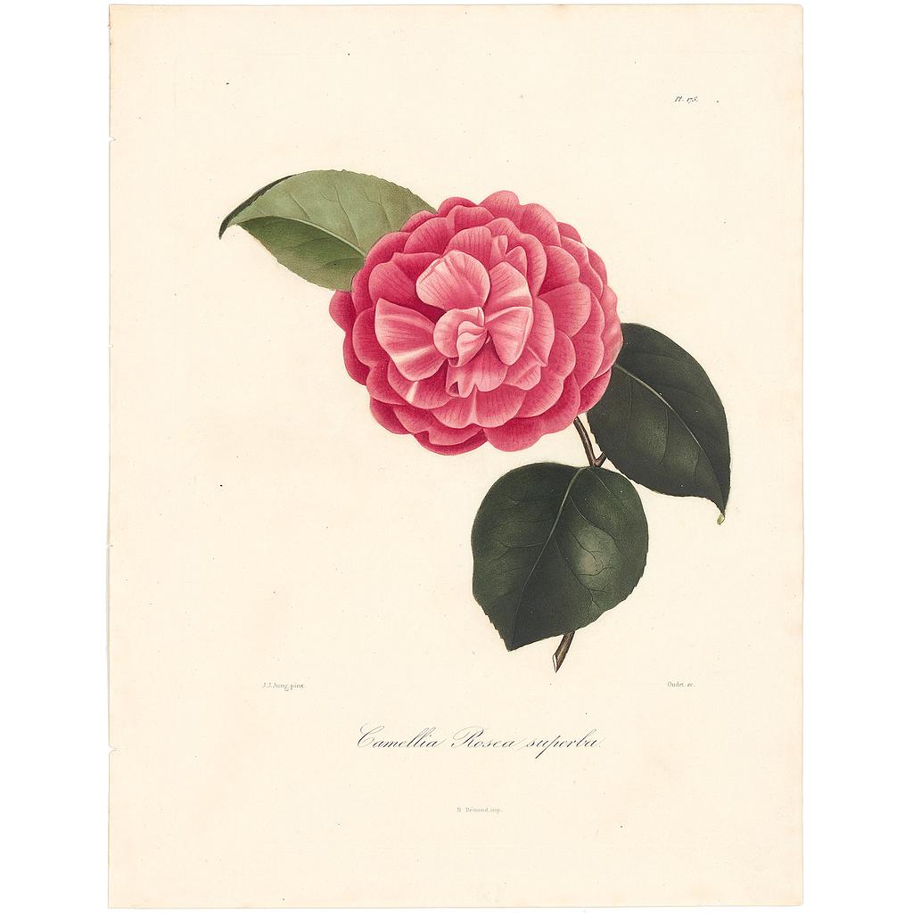 Camellia Rosea Superba Nova