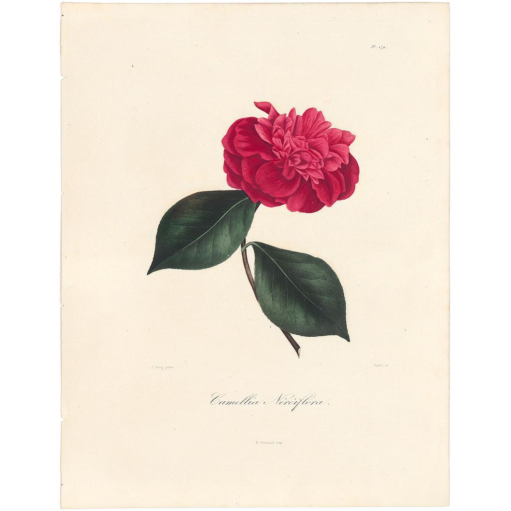 Camellia Meriflora