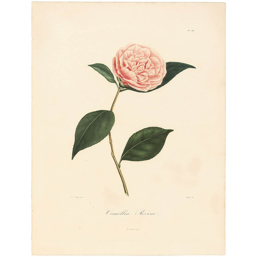 Camellia Revisa