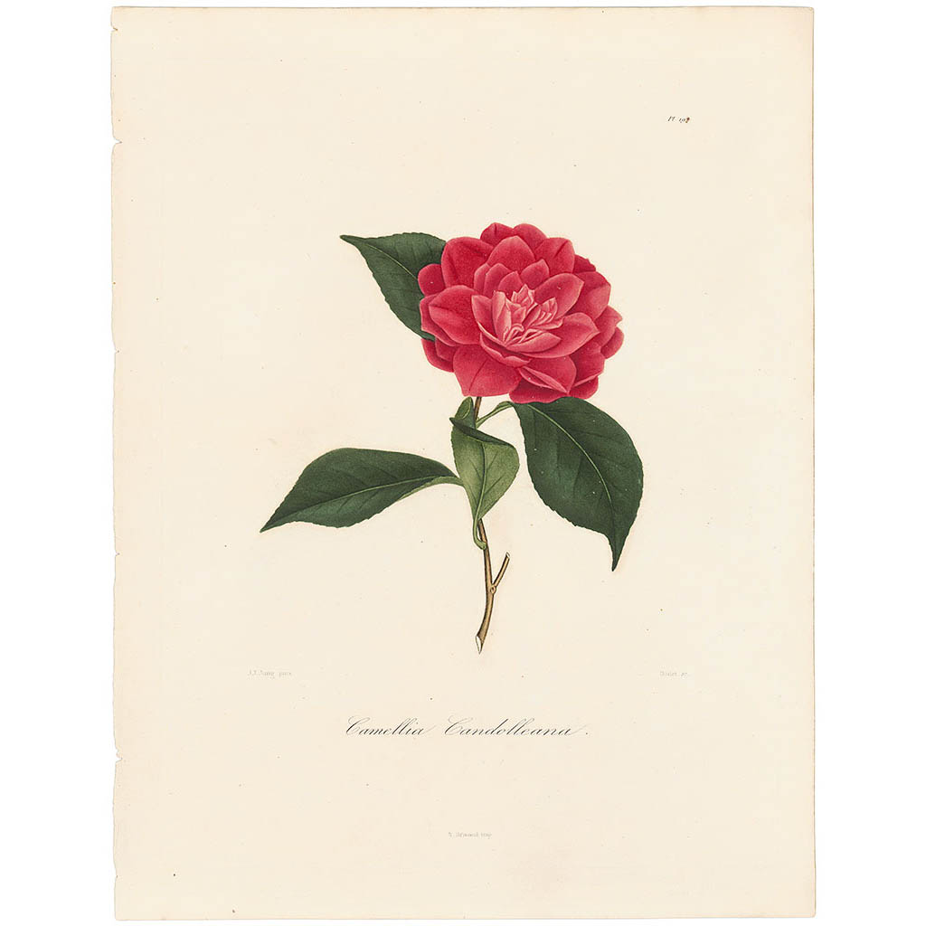 Camellia Candolleana