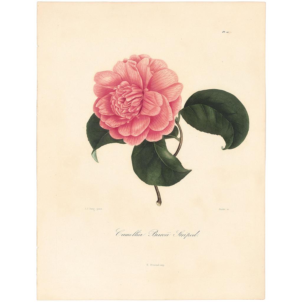 Camellia Burcii Striped