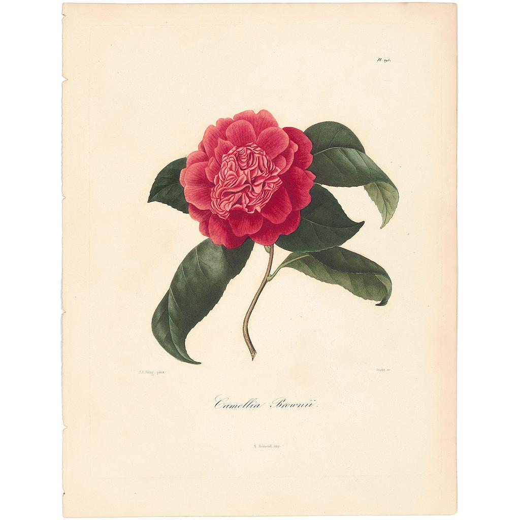 Camellia Browni