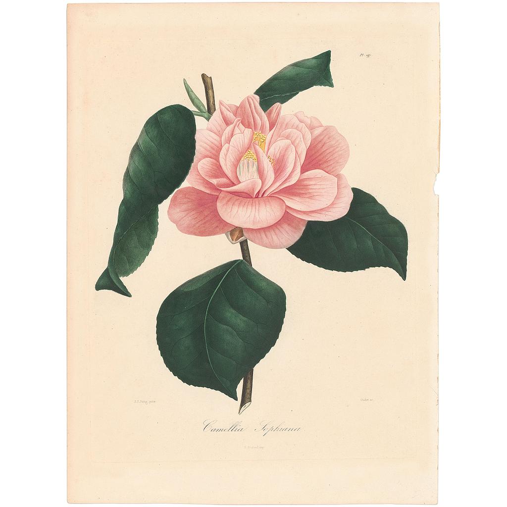 Camellia Sophiana