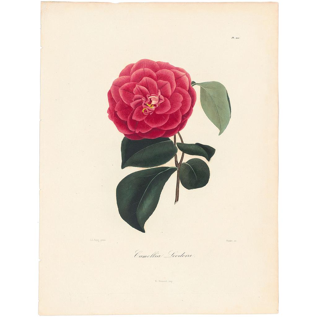 Camellia Leodora