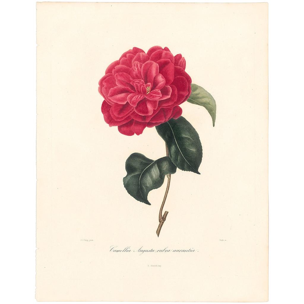 Camellia Augusta rubra aurantia