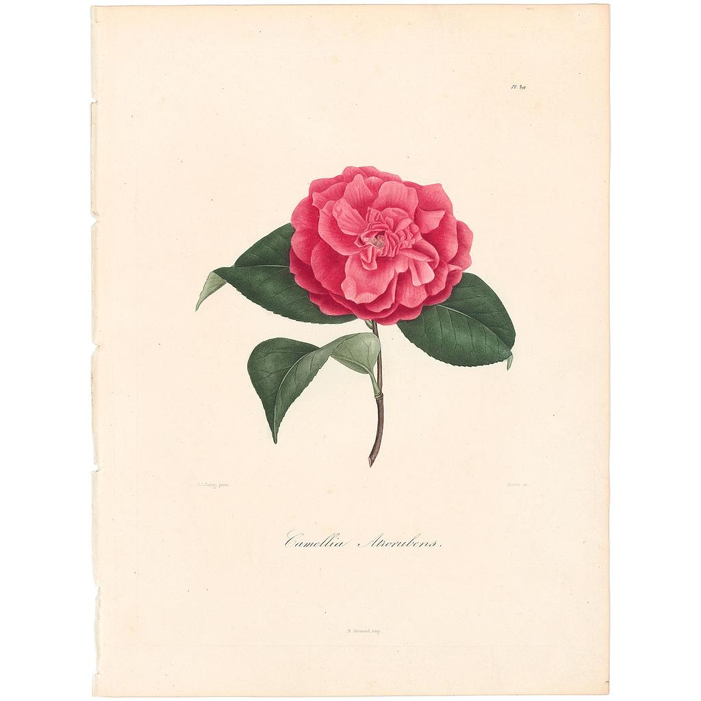 Camellia Atrorubrens