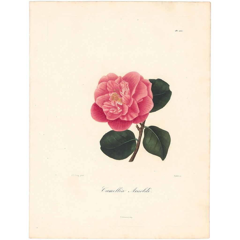 Camellia Arnoldi