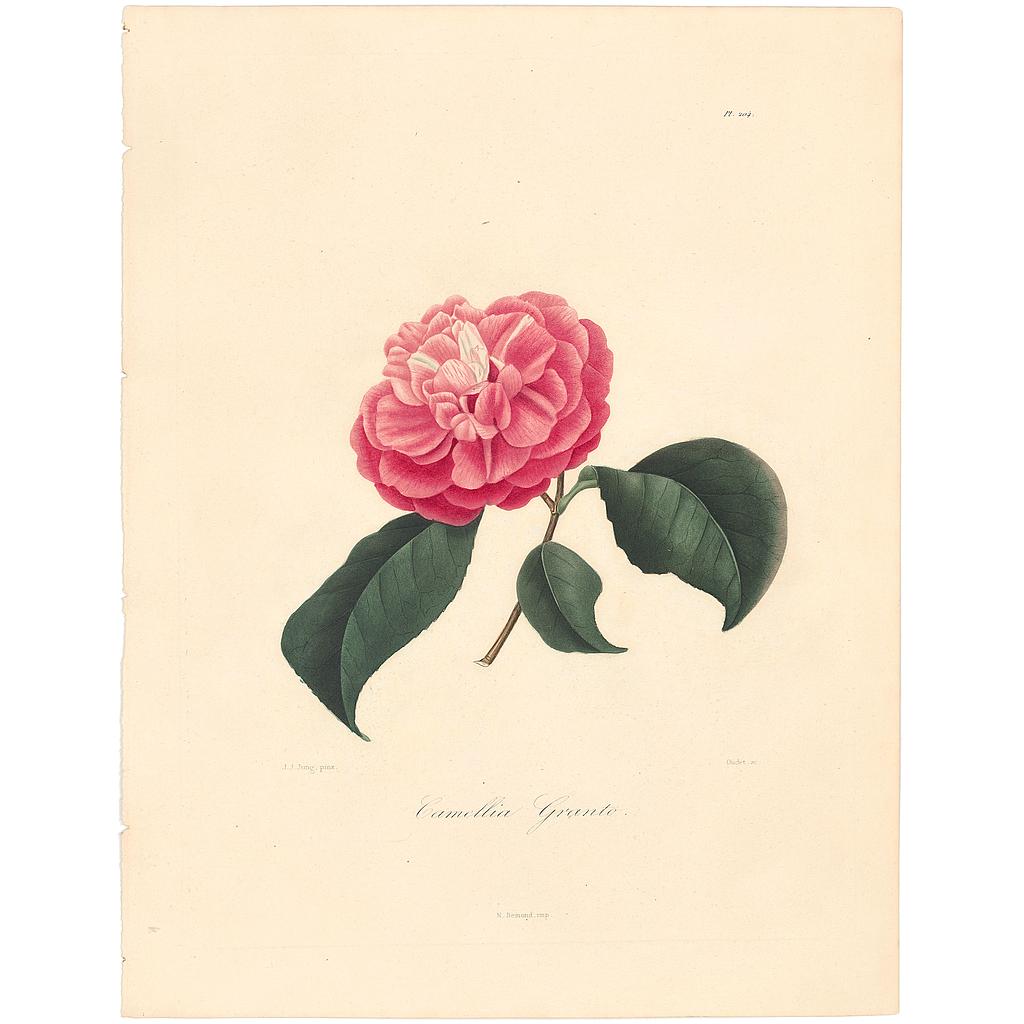 Camellia Granto