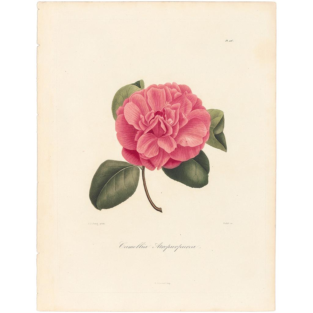 Camellia Atropururea