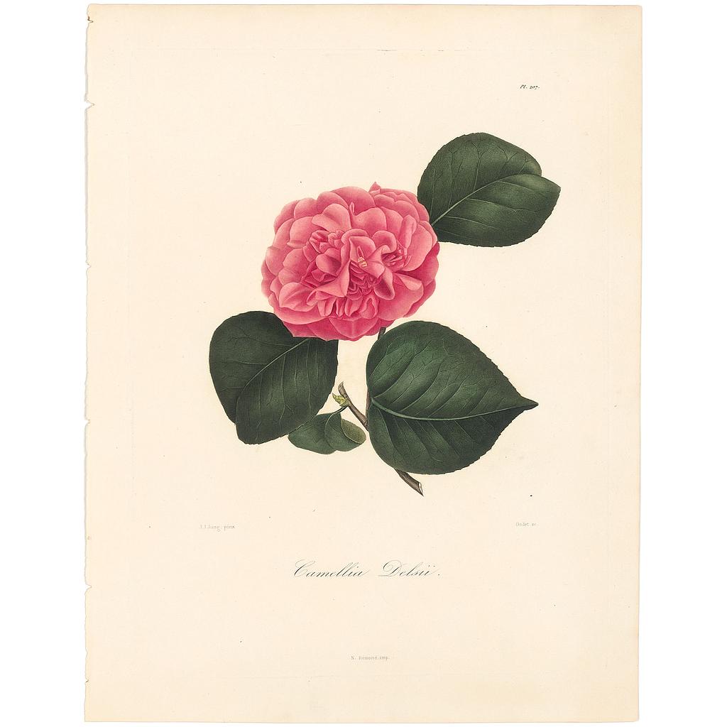 Camellia Delsii