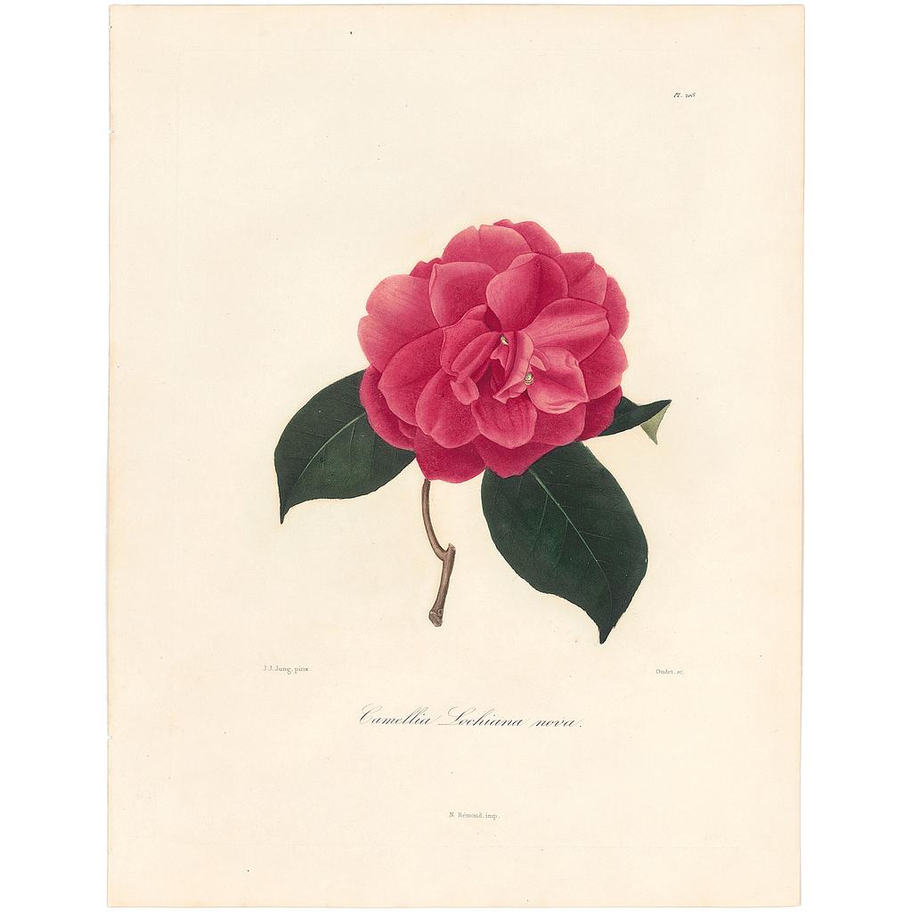 Camellia Lochiana