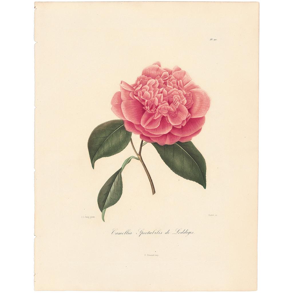 Camellia Spectabilis de Loddiges