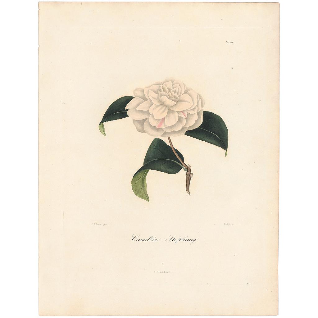Camellia Stephany