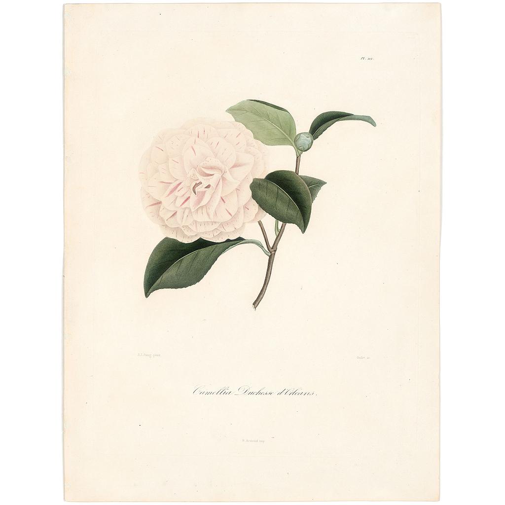 Camellia Duchesse d'Orleans