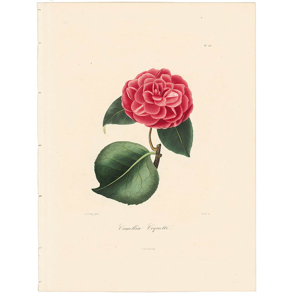 Camellia Coquettii
