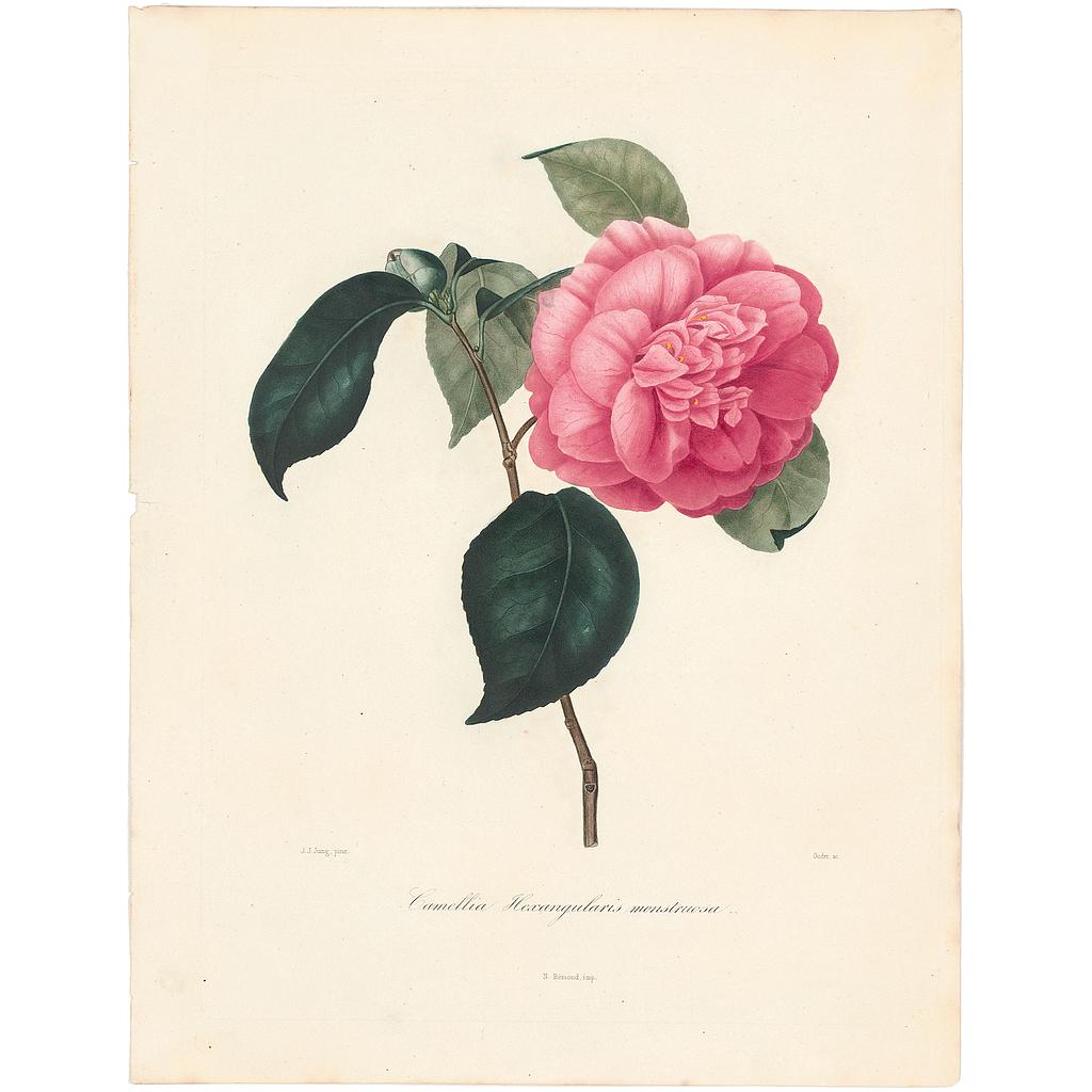 Camellia Monstruosa