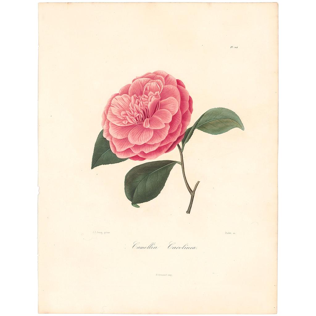 Camellia Carolinea
