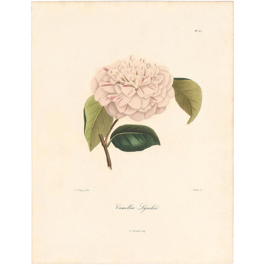 Camellia Lynckii