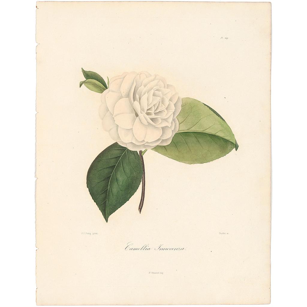 Camellia Innocenza