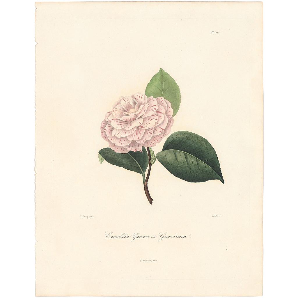 Camellia Garviee ou Garvian