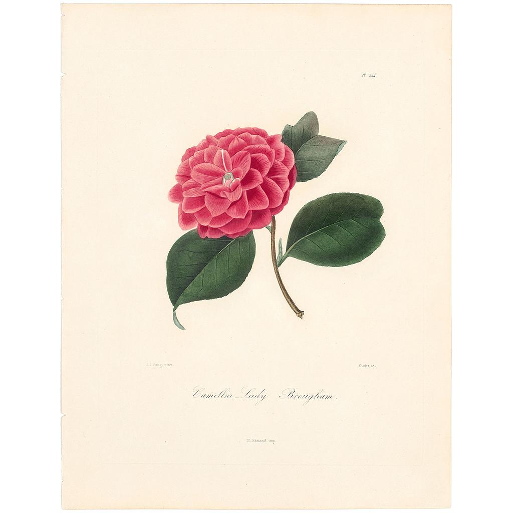 Camellia Lady Broughman