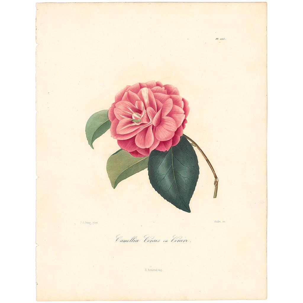 Camellia Venus ou Venere