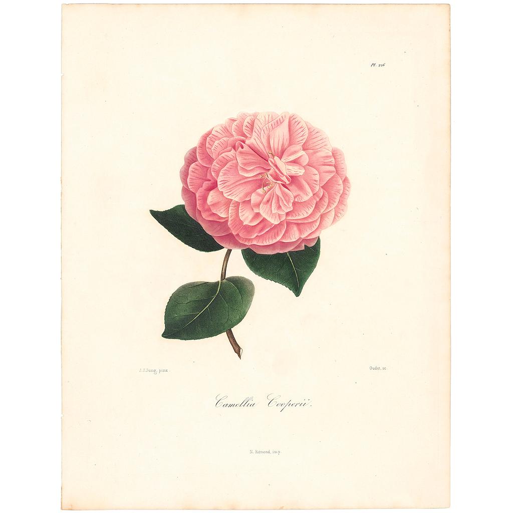 Camellia Cooperii