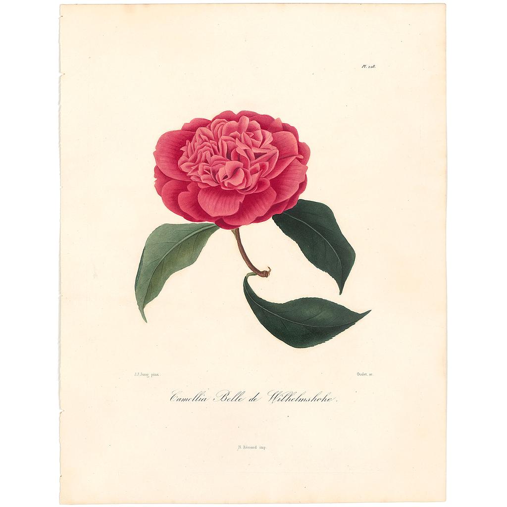 Camellia Belle de Wihelmshohe