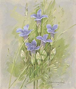 Fringed Gentian / Горечавочник бородатый