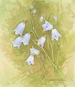 Harebell / Колокольчик