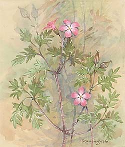 Herb Robert / Герань Роберта