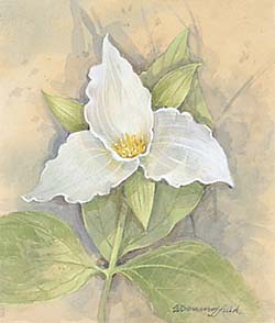 Large-flowered Trillium / Триллиум