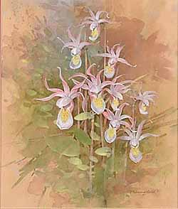 Pacific Calypso Orchid / Венчик лиственный