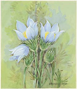 Pasqueflower / Прострел