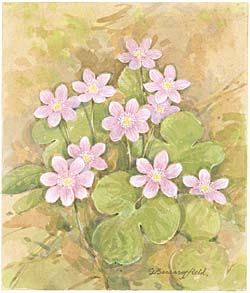 Round-Lobed Hepatica / Печёночница