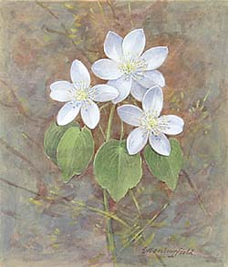 Rue Anemone / Василистник анемоновидный