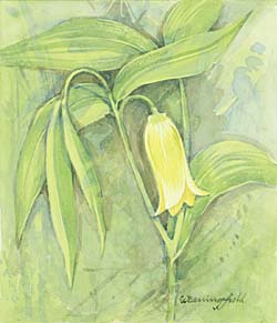 Sessile Bellwort / Увулярия сидячелистная